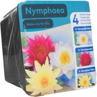 Kit Trio de nénuphars – 3 plantes aquatiques de couleurs variées – Panier de culture 18x18cm inclus – Pour bassin de jardin – Moerings