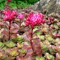 4 x Orpin spurium - Sedum spurium 'Purpurteppich' - godet 9x9