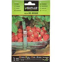 Battle - Semi Aromatici Fragole del Bosco (Semi - 20-25Cm)
