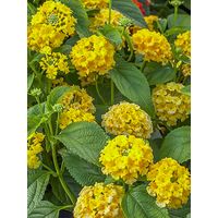 Lantana 'Chapel Hill Yellow' Pot de 2L/3L