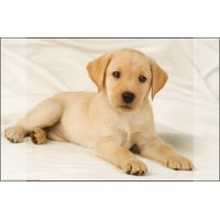 Kangaro K-0014D108 Bureauonderlegger PP 38x58cm Dessin Labrador Blanc