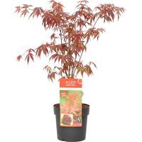 Bloomique - Acer palmatum Atropurpureum - Érable du Japon - Feuillage pourpre - Résistant au froid - 50-70 cm de Haut - Pot 19 cm
