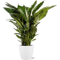 Plante d'intérieur Spathiphyllum Sweet Sebastiano 110 cm pot blanc D25x23cm 24cm - PANGIVO