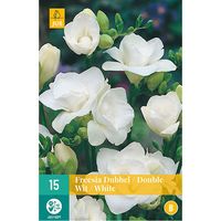 15 FREESIAS DOUBLES BLANCS