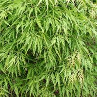 Érable du Japon - Acer palmatum 'Dissectum' - 40-50 cm pot