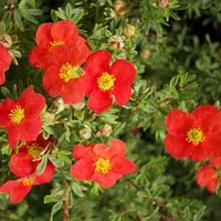 Potentille arbustive Marian Red Robin - 25-30 cm pot