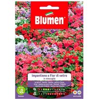 Impatiens-Samen oder Glasblumen in Mischung