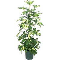 Planta Natural Scheflera Cheflera. Altura 110