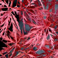 Vivaio Garden Forest – Acer palmatum dissectum atropurpureum – Érable du Japon rouge – Feuillage rouge pourpre – Port retombant compact – Plante ornementale