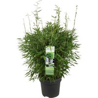 Bambou Fargesia Moontears Boobux Persistant Compact Non Traçant Pot 29 cm Hauteur 70 cm - PANGIVO