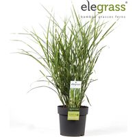 Roseau de Chine Strictus 30/40cm Pot 23cm - Miscanthus sinensis Strictus