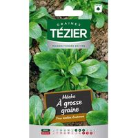 Graines Mâche Tezier à Grosse Graine