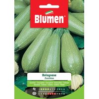 SEMI ZUCCHINO BOLOGNESE BLUMEN