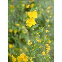 Corête du Japon 'Golden Guinea' Pot de 2L/3L