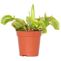 Bloomique - Dionaea Muscipula - Dionée Attrape-Mouche - Plante Carnivore - Plantes d’intérieur - 5-10 cm de Haut - Pot 6 cm