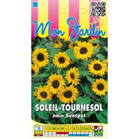 Soleil tournesol nain Sunspot jaune à coeur noir - 3g