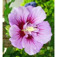 Mauve en arbre - Hibiscus syriacus 'Ardens' - 40-60 cm pot