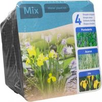 Kit de 3 plantes aquatiques pour bassin – 1 pontederia, 1 acorus, 1 iris jaune – Panier de culture 18x18cm avec terre et graviers – Moerings