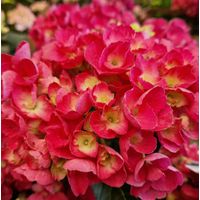 Hortensia Julisa, Hydrangea macrophylla/Godet - 5/20 cm