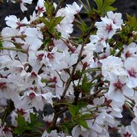 Cerisier du Japon - Prunus nipponica 'Brillant' - 60-80 cm pot