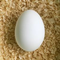 Uovo Finto Di Oca In Ceramica Colore Bianco