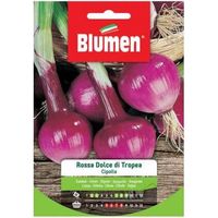 Süße rote Zwiebelsamen von Tropea Blumen