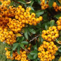 Buisson ardent - Pyracantha 'Teton' - 30-40 cm pot