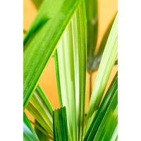 Rhapis excelsa – Palma Sempreverde Elegante Cespuglio 20