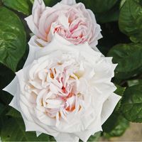 2 x Rosa - Kordes Parfuma® rosier - Rosa 'Madame Anisette'®