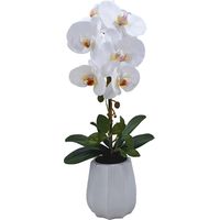 PLANTA PHALENOPSIS C/MACETA CERAMICA