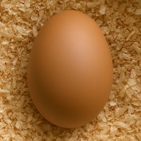 Uovo Finto Di Gallina Anatra In Ceramica Color Crema Grandi