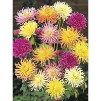 Dahlia variabilis 'Cactus Hybrids Mixed' le sachet de 50 graines (0,6g)