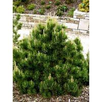 Pin de montagne 'Gnom' Pot de 7,5L/10L
