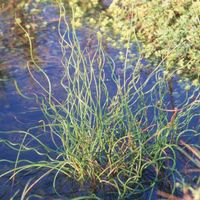 4 x Jonc spiralé - Juncus effusus 'Spiralis' - godet 9x9 cm