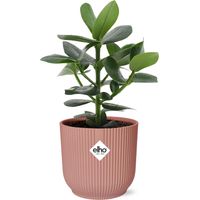 Clusia Princess plante d’intérieur feuillage épais pot 14 cm - PANGIVO