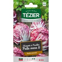 Tezier - Chicorée à feuille Palla rossa 5