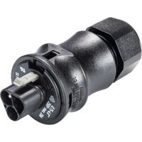 Wieland Electric 96.032.0153.1 Rundstecker Stecker, gerade Gesamtpolzahl: 3 1 St.