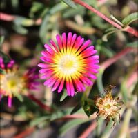 3 Pourpiers Weels of Wonder Hot Pink (Delosperma Weels of Wonder Hot Pink)