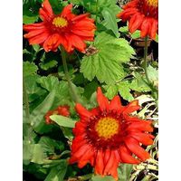 Gaillarde vivace 'Bourgogne' Pot de 2L/3L