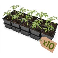 Garronda Anzuchtschale 10 Plätze mit 1 L Pflanztöpfen eckig 10er Set Transporttray Kunststoff für Gewächshaus Garten Anzuchtsysteme mechanischen Transport Schwarz GD-0208