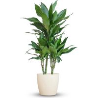 Dracaena Janet Lindt Plante d'Intérieur Dépolluante avec Pot Blanc Biodégradable 95 cm Ø 21 cm - PANGIVO