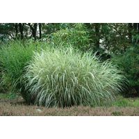 Vivaio Garden Forest – Miscanthus sinensis 'Variegatus' – Graminée ornementale panachée – Hauteur 60-80 cm – Exposition plein soleil – Pot de 19 cm
