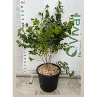 PIANTA DI LAGERSTROEMIA INDICA ACOMA V.30 cespuglio da siepe