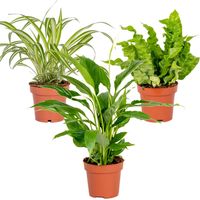 Bloomique - Lot de 3 - Mélange pour la salle de bain - Spathiphyllum, Asplenium, Chlorophytum - Dépolluantes - 25-45 cm