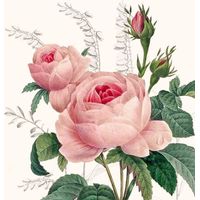 Braun & Company Servietten Motiv Wonderful Rose 33 x 33 cm, 20er Pack