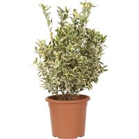 Euonymus Japonicus Bravo - Evonimo - Piante da Esterno da Siepe - H 60-80 cm Vaso Ø 24 cm