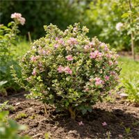 Pittospore petites feuilles 30/40cm Pot 10L - Pittosporum tenuifolium