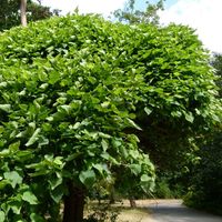 Catalpa de Caroline 'Nana' Pot de 3L/4L, Tige