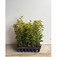 3 x PIANTA di LECCIO 'QUERCUS ILEX'