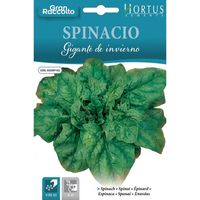 Spinacio gigante de invierno Gran Raccolto